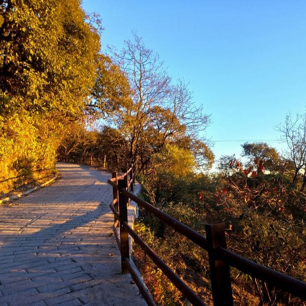 Scenic pathway with golden sunlight Mussoorie